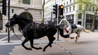 Rush hour chaos in London as 5 military horses get spooked, run amok - autoblog.com - Britain - city London