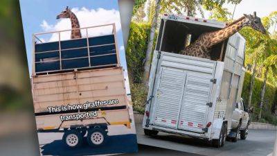 Transporting Giraffes Is As Strange and Risky As It Looks - thedrive.com - state California - Canada - Netherlands - South Africa