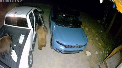 Watch Hungry Bears Effortlessly Open Parked Cars and Cause Chaos - motor1.com - state California